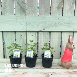 赤塚植物園ヤフー店 ハーブ Yahoo ショッピング