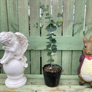 ユーカリ 銀世界の商品一覧 通販 Yahoo ショッピング