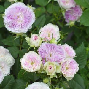 お買い得一点物咲き進み株】加藤農園 クリスマスローズ ピンク