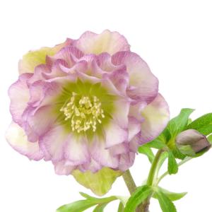 日本花キ流通 多肉植物 caアエオニウム ハロウィン錦 多肉植物