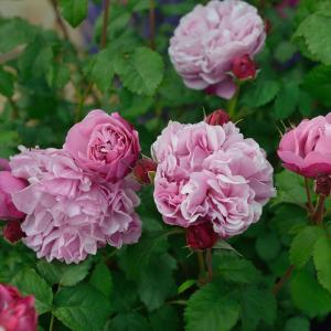 サントノーレバラの商品一覧 通販 Yahoo ショッピング