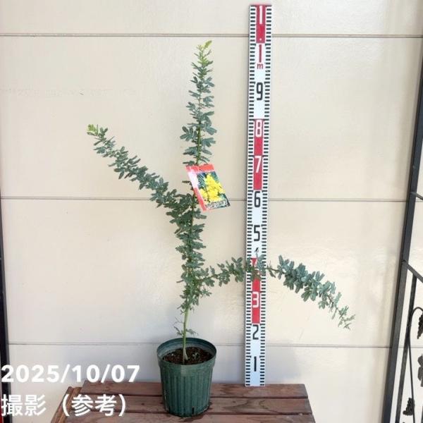 ミモザ アカシア 6号｜花木04-PA