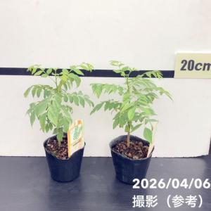 カレーの木(苗)カレーリーフ 3号×2鉢セット...の詳細画像1