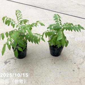 カレーの木(苗)カレーリーフ 3号×2鉢セット...の詳細画像4