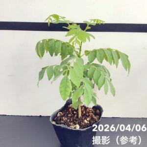 カレーの木(苗)カレーリーフ 3号×2鉢セット...の詳細画像2