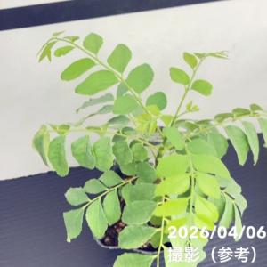 カレーの木(苗)カレーリーフ 3号×2鉢セット...の詳細画像3