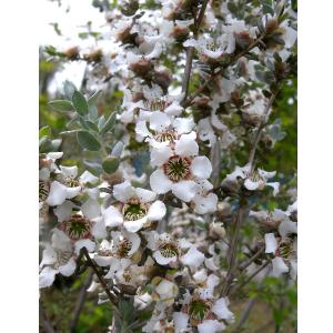 シルバーティーツリー 約1.2m 特大植木苗木 常緑樹 規格販売 お買い得