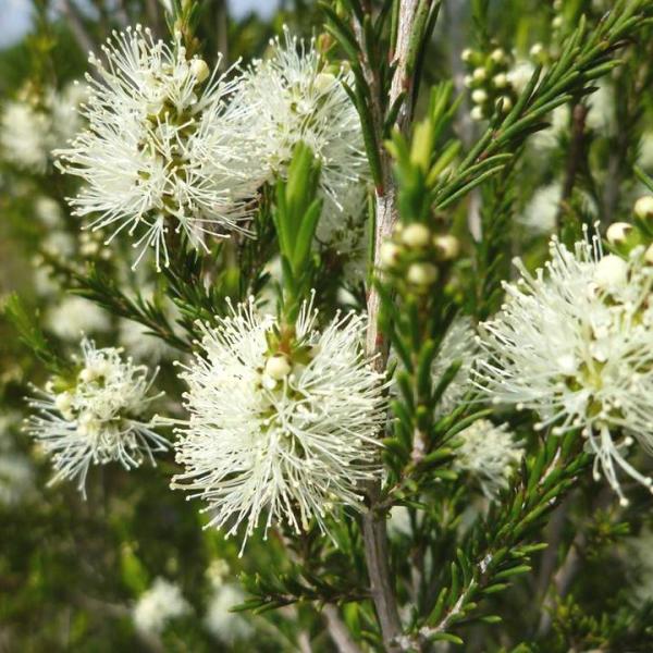 メラレウカ ラベンダーティーツリー 5号 ※お届けに10日程度かかる場合がございます。｜花木10-T...