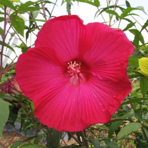 タイタンビスカス大苗 タイタンビカス 3.5号 ウラノス （トールタイプ）｜草花01-D1 : 赤塚