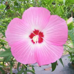 サボテン 小春日和 4号｜観葉10-TU : 赤塚植物園ヤフー店 - 通販