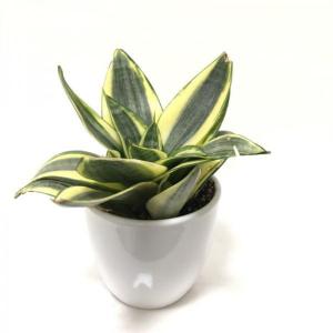 サンスベリアハニーの商品一覧 通販 Yahoo ショッピング