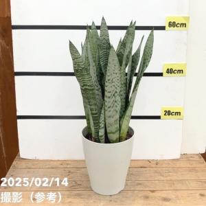 おしゃれ 観葉植物：サンスベリア ホワイトスノー*サンセベリア : 遊恵