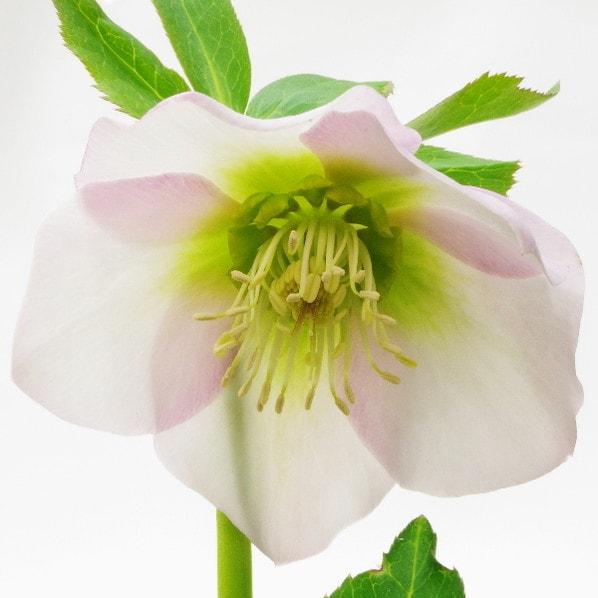 【期間限定ストアポイント10倍！】クリスマスローズ 伊勢みやび 5号 うすぎぬ｜山野01-D1