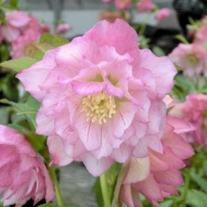 クリスマスローズ開花株 DDダークローズ（認定ラベル有ります） 100