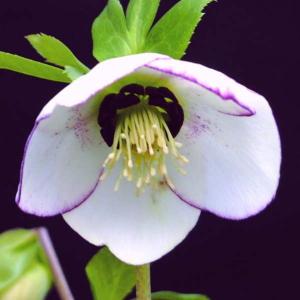 クリスマスローズ リグリクス 5号鉢 送料無料 原種クリスマスローズ