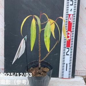 【予約】桃 鉢植えで収穫!矮性桃 みきドワーフ...の詳細画像4