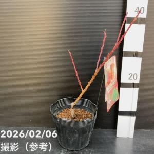 【予約】桃 鉢植えで収穫!矮性桃 みきドワーフ...の詳細画像1