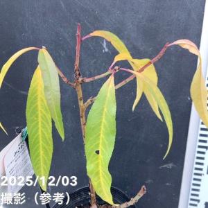 【予約】桃 鉢植えで収穫!矮性桃 みきドワーフ...の詳細画像5