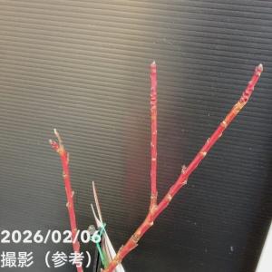 【予約】桃 鉢植えで収穫!矮性桃 みきドワーフ...の詳細画像2