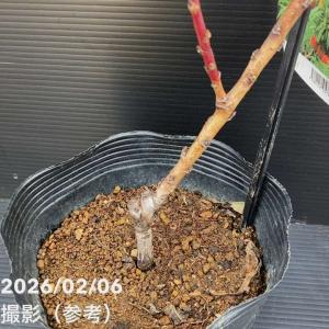 【予約】桃 鉢植えで収穫!矮性桃 みきドワーフ...の詳細画像3