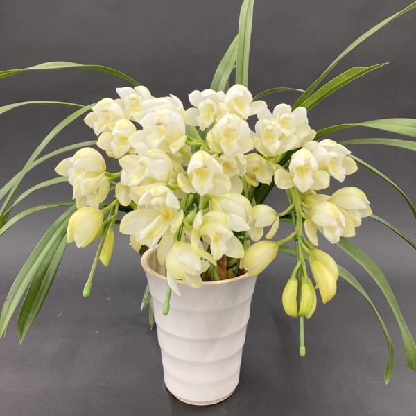 テーブルシンビジューム 白 3本立アーチ ヤマナシリバティー”イージー ブリージー” 5号 ※お届け...