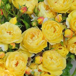 お買い得一点物咲き進み株】加藤農園 ダーク系ゴールドクリスマス