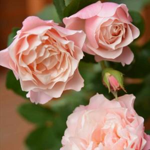 一点物】横山園芸 クリスマスローズ ベビードール（プチドール） 4.5号