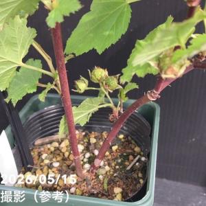 【決算P10倍!8/2まで】ウルトララズベリー...の詳細画像3