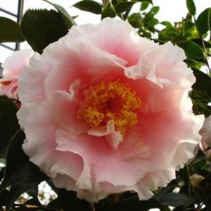 現品お届け】フィリカ プベッセンス ワフトフェザー 7号｜花木10-TU