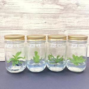 ビンの中で育む植物 植物ラボ ウツボカズラ(ナ...の詳細画像4