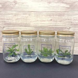 ビンの中で育む植物 植物ラボ ウツボカズラ(ナ...の詳細画像5