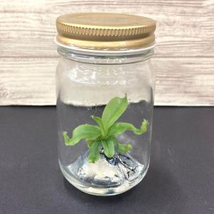 ビンの中で育む植物 植物ラボ ウツボカズラ(ナ...の詳細画像2