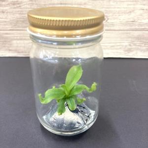 ビンの中で育む植物 植物ラボ ウツボカズラ(ナ...の詳細画像3