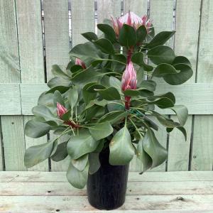 キングプロテア 切り花 花 ガーデニング の商品一覧 通販 Yahoo ショッピング