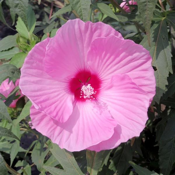 タイタンビカス 3.5号 カシオペア （ショートタイプ）｜草花01-D1