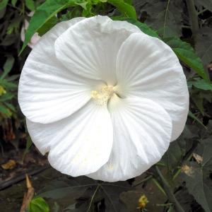 芍薬 シャクヤク 7号 ホワイトピーチ｜草花10-TU : 赤塚植物園ヤフー店