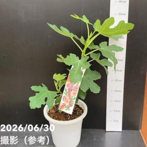充実株 イシヅキ農園さん イチジク ドーフィン...の詳細画像1