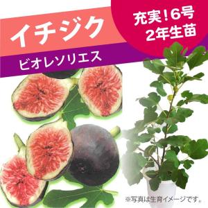 充実株！ イチジク ビオレソリエス 6号 ｜果樹10-TU｜akatsukagarden