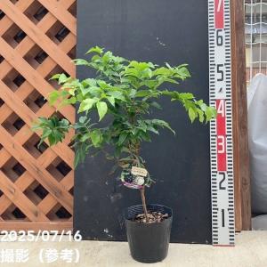 ホワイトサポテ　ルーク接木苗 熱帯果樹ホワイトサポテ 接木苗 スマサーズ - 植物と雑貨の