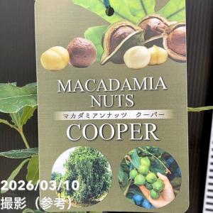 マカダミアナッツ バーモント種 取り木苗 7号スリット鉢植え : 苗木部