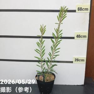 カリステモン ピンクシャンペン 5号 ※お届け...の詳細画像1