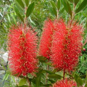 カリステモン エンデバー 花木苗 7号/1個売り ブラシの木 ブラシノキ