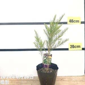 メラレウカ メディカルティーツリー 5号 ※お...の詳細画像5