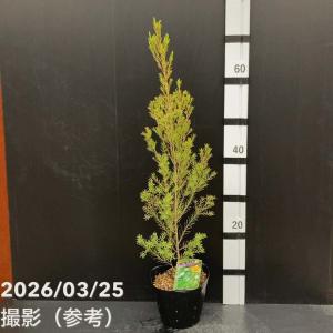 メラレウカ メディカルティーツリー 5号 ※お...の詳細画像1