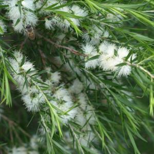 メディカルティーツリー メラレウカ ポット苗 : 苗木部 花ひろば