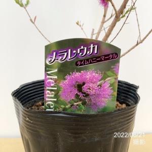 メラレウカ タイムハニーマータル 5号 ※お届...の詳細画像5