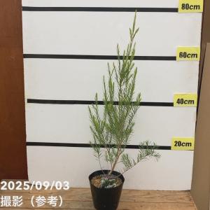 メラレウカ スノーインサマー 5号 ※お届けに...の詳細画像2