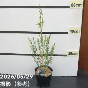 メラレウカ スノーインサマー 5号 ※お届けに...の詳細画像1