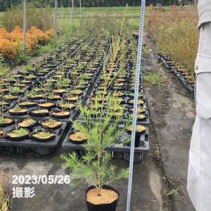 メラレウカ スノーインサマー 5号 ※お届けに...の詳細画像5