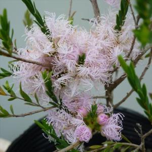 メラレウカ レッドジェム（5寸鉢植え） : 日本花卉ガーデンセンター